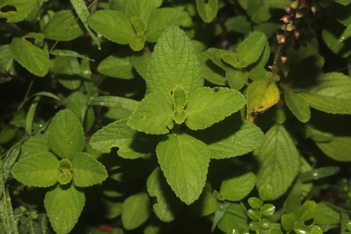 Coleus barbatus var. barbatus (Andrews) Benth. ex G.Don (Andrews) Benth. ex G.Don